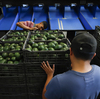 Why we'll probably see avocado prices rise soon in the U.S.
