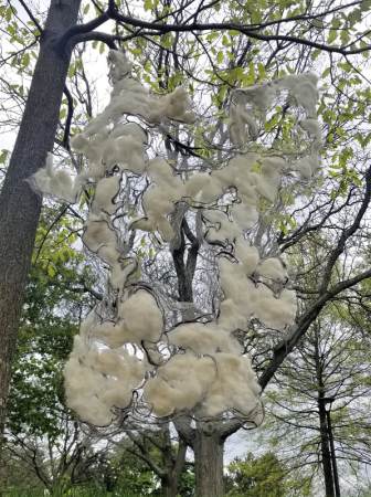 shows white cotton woven onto a gossamer background stretched out and displayed in front of green trees.