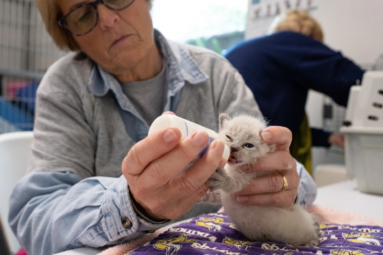 Volunteer Sandy Groves feeds a 4-week-old kitten in the Gulf Coast Humane Society's newly opened neonatal orphan nursery on Monday, March, 18, 2019.