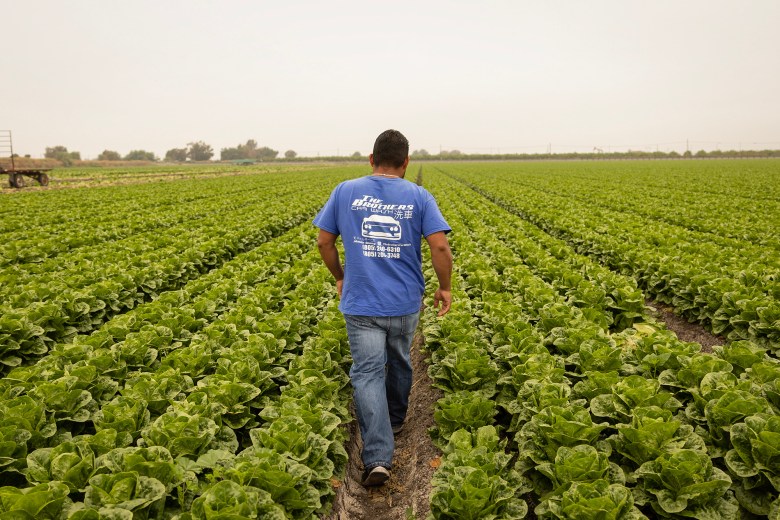 Arturo Villanueva, 37, a tractor driver, walks through a lettuce field in Oxnard on July 2, 2023. Photo by Julie Leopo-Bermudez for CalMatters