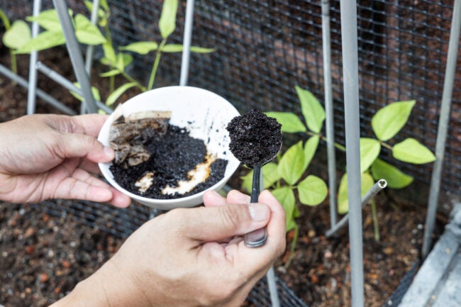 Coffee grounds being added to vegetables plant as natural organic fertilizer rich in nitrogen for healthy growth
