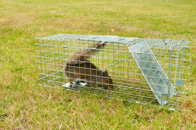 A Grey Squirrel rodent in a wire trap ready for release in another location