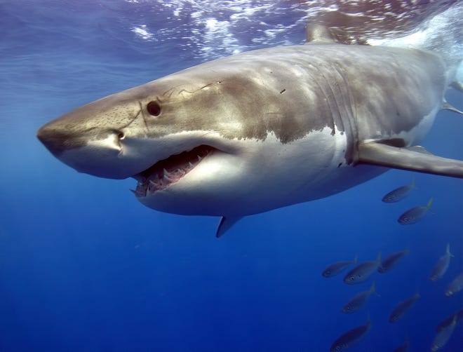 A great white shark is a large and powerful fish that belongs to the family of mackerel sharks.