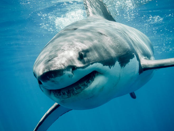 The Gulf of Maine is home to many sharks during the summer. They are blue sharks, thresher sharks, porbeagles, and yes even great whites.