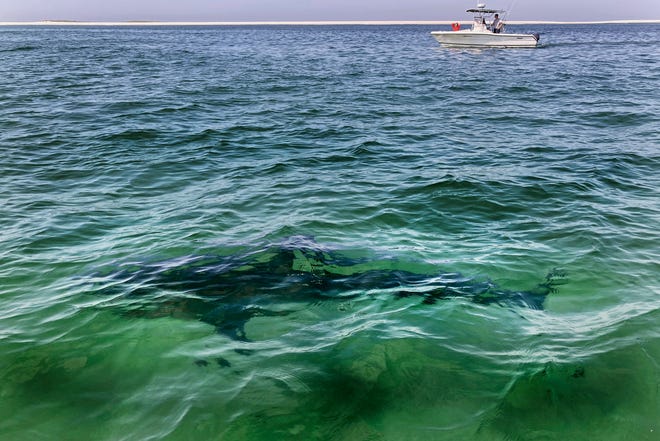 A white shark swims across a sand bar off the Massachusetts coast of Cape Cod, Aug. 13, 2021.