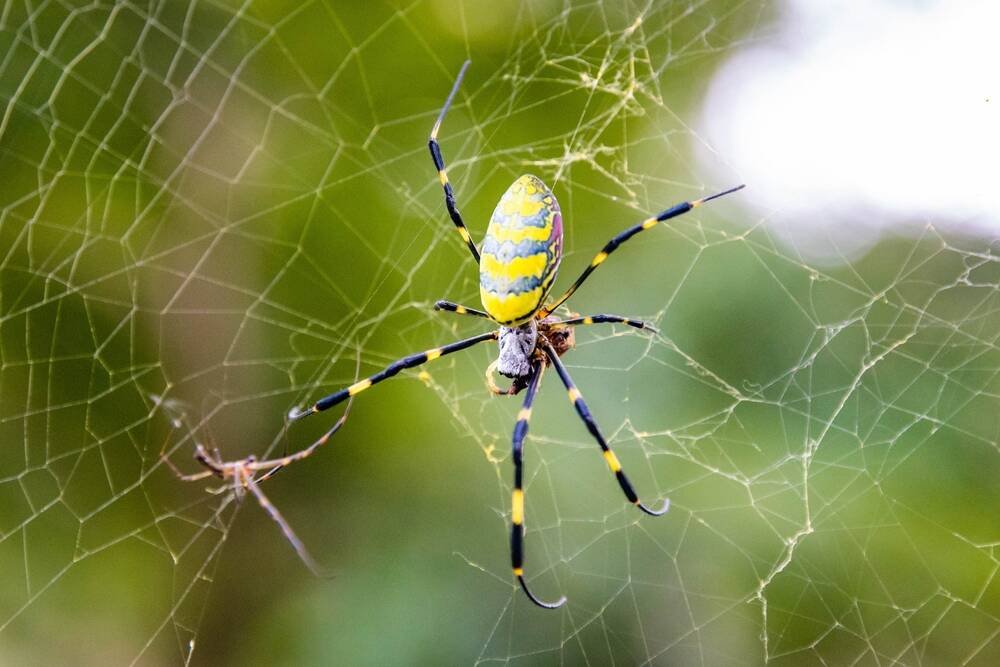spider_shutterstock.jpg