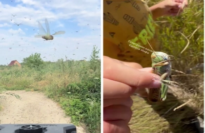 Locusts Swarm Southern Ukraine – Insects Invade Both Moscow – and Kyiv-controlled territory