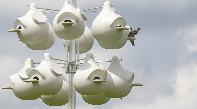 Purple Martins Establish Nesting Site at St. Luke’s Anderson Campus